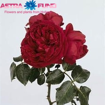 Rosa tros Red Eden Rose Freiland zdjęcie