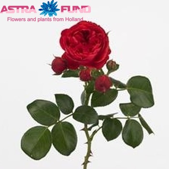 Rosa tros Red Pompon Freelander zdjęcie