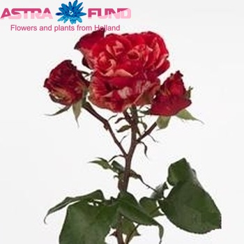 Rosa tros Red Shake Freelander zdjęcie