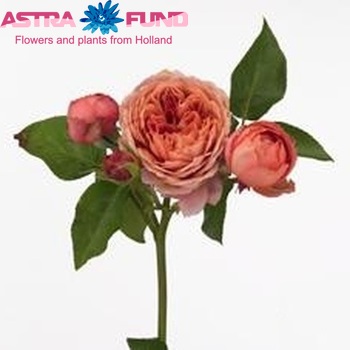 Rosa tros Romantic Antike Freelander Foto