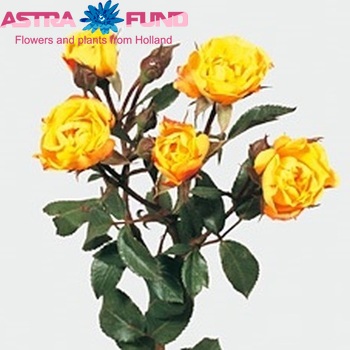 Rosa tros Rumba photo