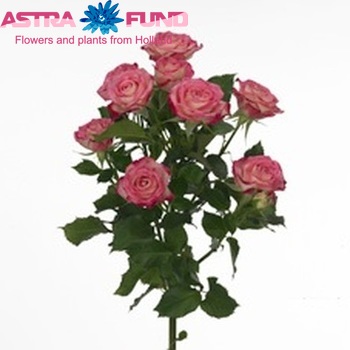 Rosa tros Safina photo