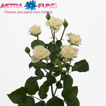 Rosa tros Snowflake photo