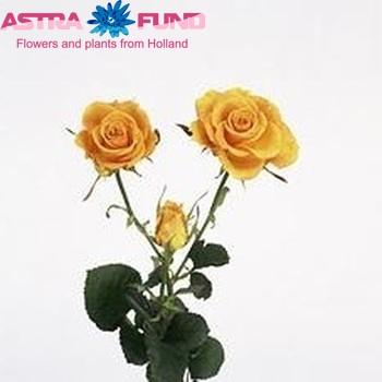 Rosa tros Sphinx Gold Foto