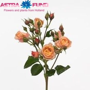 Rosa tros Spicy Antike Freelander foto