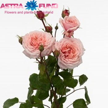 Rosa tros Sweet Antike Freelander zdjęcie