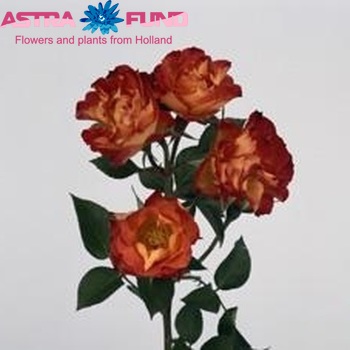 Rosa tros Taifun Freelander foto