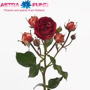 Rosa tros Terra Pompon Freelander zdjęcie