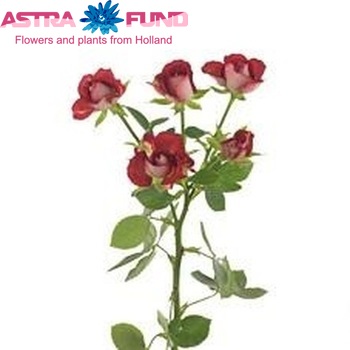 Rosa tros Tiramisu photo