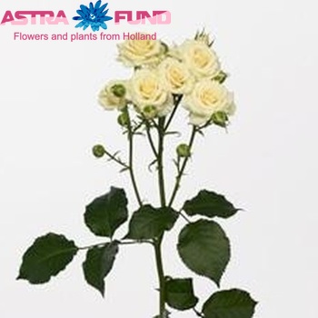 Rosa tros Vanilla Bouquet zdjęcie