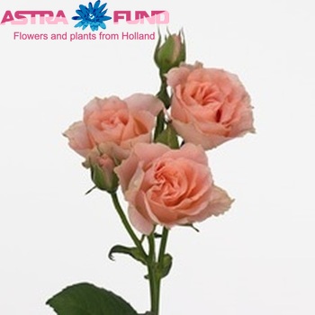 Rosa tros Victoria Folies фото