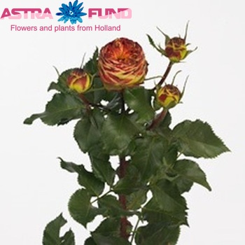 Rosa tros Vulcanica Freelander zdjęcie