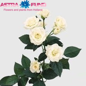 Rosa tros White Lydia photo