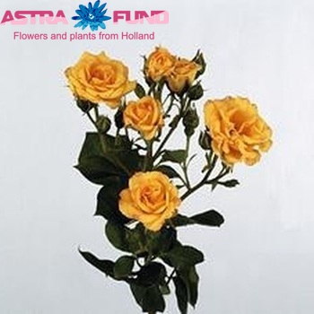 Rosa tros Yellow Taifun Freelander Foto