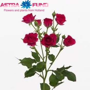 Rosa tros Yunita zdjęcie