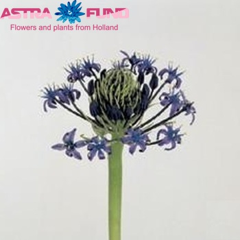 Scilla peruviana photo