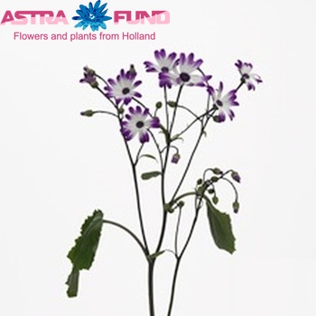 Senecio Cruentus Grp 'Alfa Purple Picotee' photo