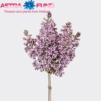 Syringa vulgaris 'Dark Koster' photo