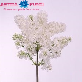 Syringa vulgaris 'Engler Weissen Traum' фото