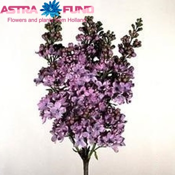 Syringa vulgaris 'Herman Eilers' фото