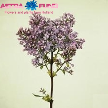 Syringa vulgaris 'Hugo Koster' фото