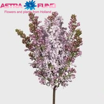 Syringa vulgaris 'Lavaliensis' photo