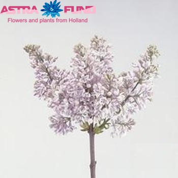 Syringa vulgaris 'Lila Wonder' photo