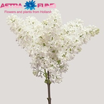 Syringa vulgaris 'Madame Florent Stepman' фото