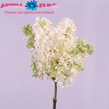 Syringa vulgaris 'Primrose' фото