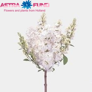 Syringa vulgaris 'White Sire' фото