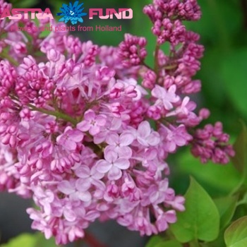 Syringa x hyacinthiflora 'Maiden's Blush' фото