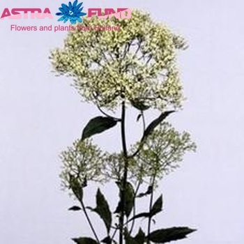 Trachelium caeruleum 'White Parasol' Foto