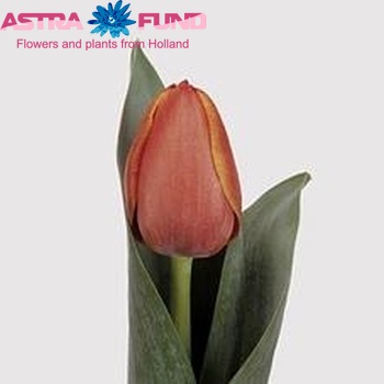 Tulipa  Ad Rem photo