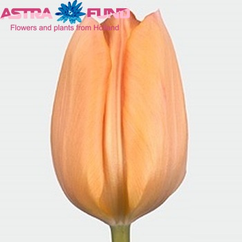 Tulipa 'Apricot Beauty' foto