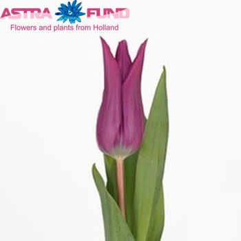 Tulipa Aswan foto