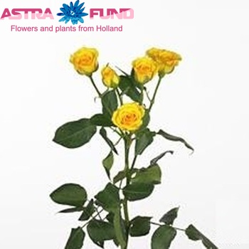 Rosa tros Yellow Babe фото