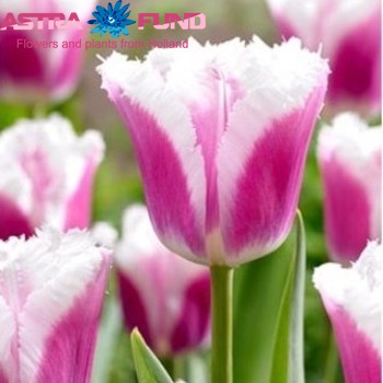 Tulipa Gefranjerde Grp 'Siesta' foto