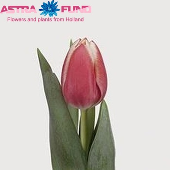 Tulipa Lucky Strike zdjęcie