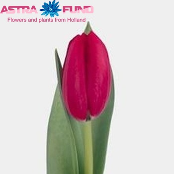 Tulipa Prominence фото