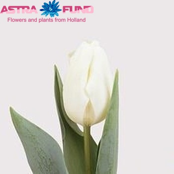 Tulipa Triumf Grp enkel 'Bolroyal Silver' фото