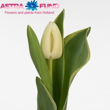 Tulipa Triumf Grp enkel 'Cheers Mate' фото