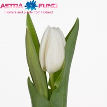 Tulipa White Dream photo