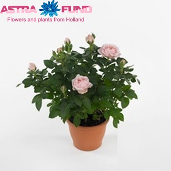 Rosa Amorosa Infinity Soft Pink Foto