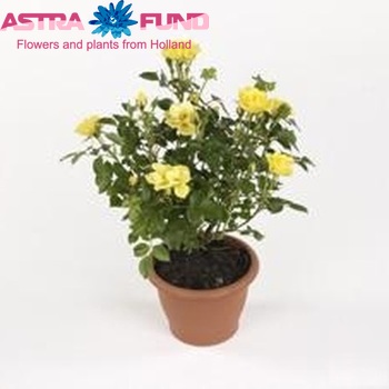 Rosa Spelarosa Dolly Dot Foto