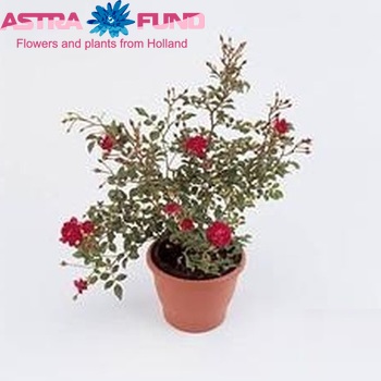 Rosa Spelarosa Fairy Queen photo