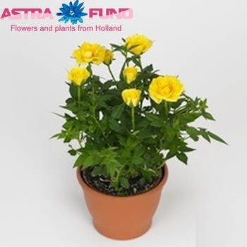 Rosa Sunny Star zdjęcie