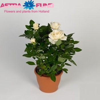 Rosa White Star foto