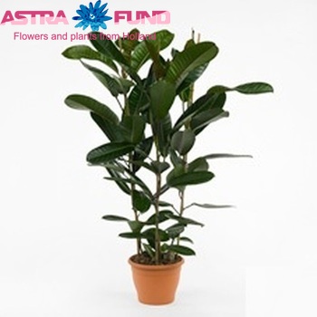 Ficus americana foto