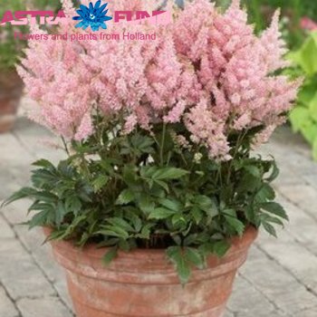 Astilbe Pink photo