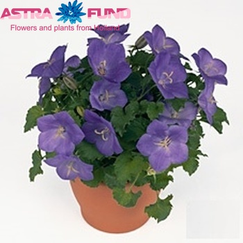 Campanula Ca Pearl Blue Foto